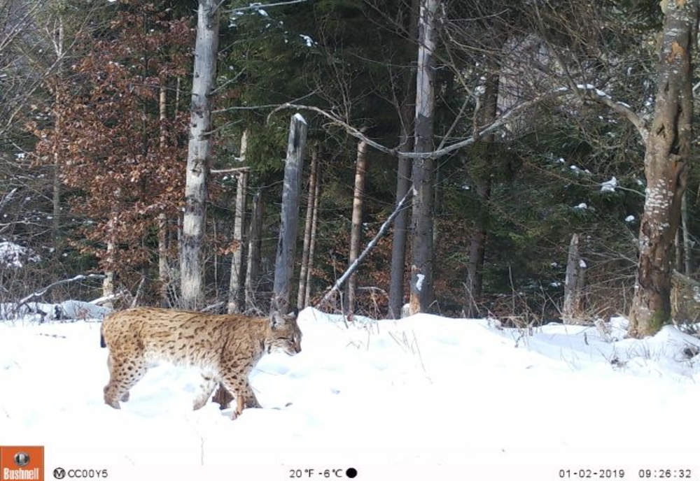 index - Jurnalul Olteniei – Știri din Craiova și Oltenia