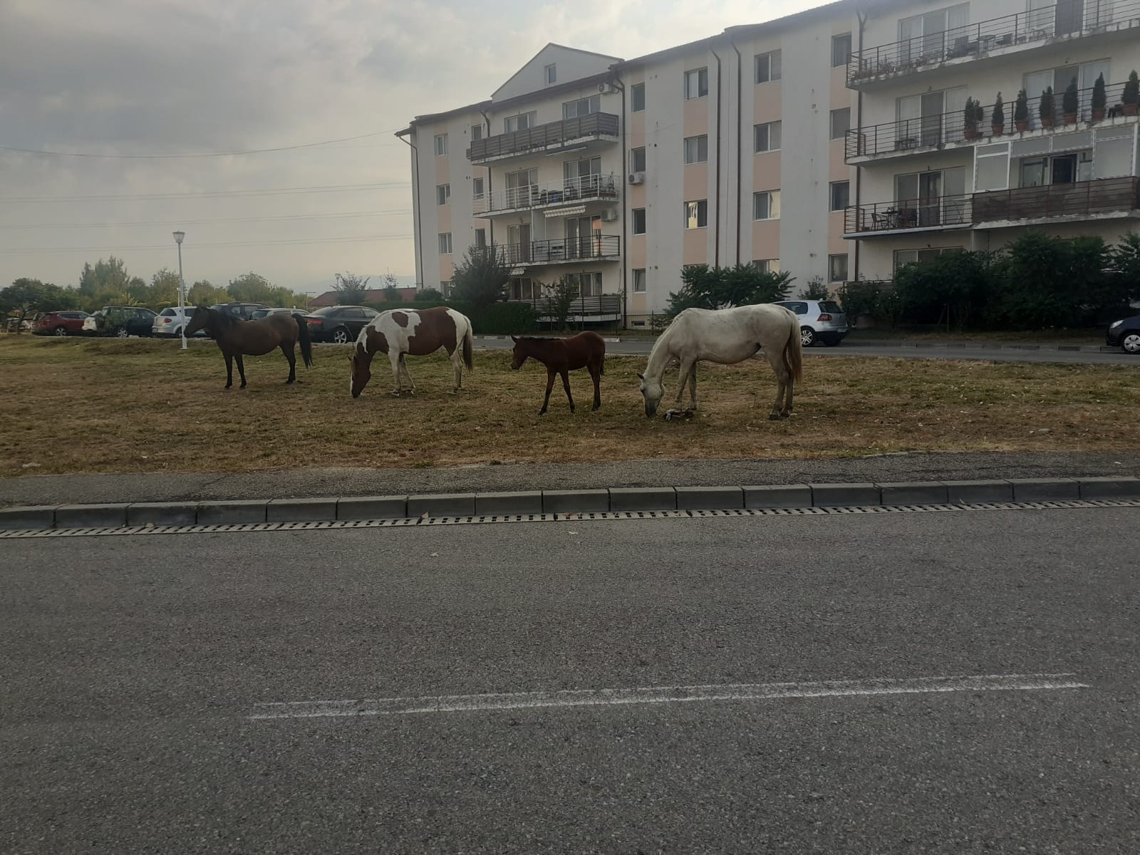 cai liberi Tg Jiu