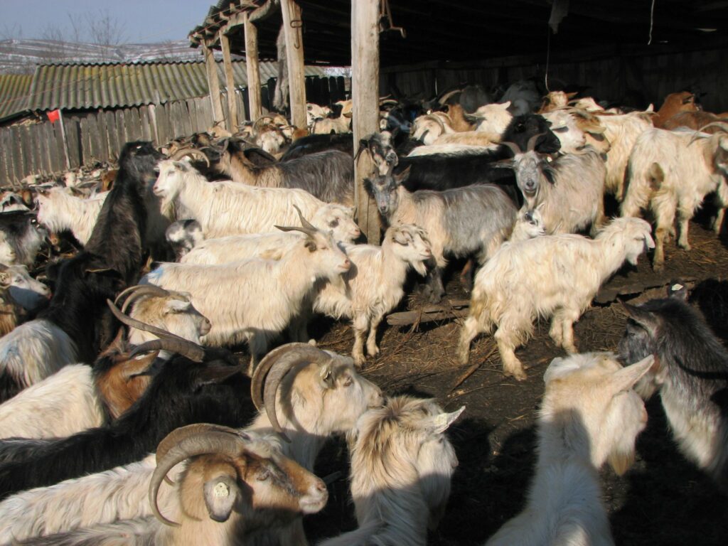 capre - Jurnalul Olteniei - Stiri regionale din Oltenia