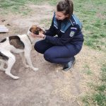 (FOTO/VIDEO) Cinci câini, salvați de Protecția Animalelor. Două persoane au fost amendate