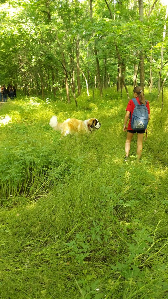 caine-cautare - Jurnalul Olteniei – Știri din Craiova și Oltenia