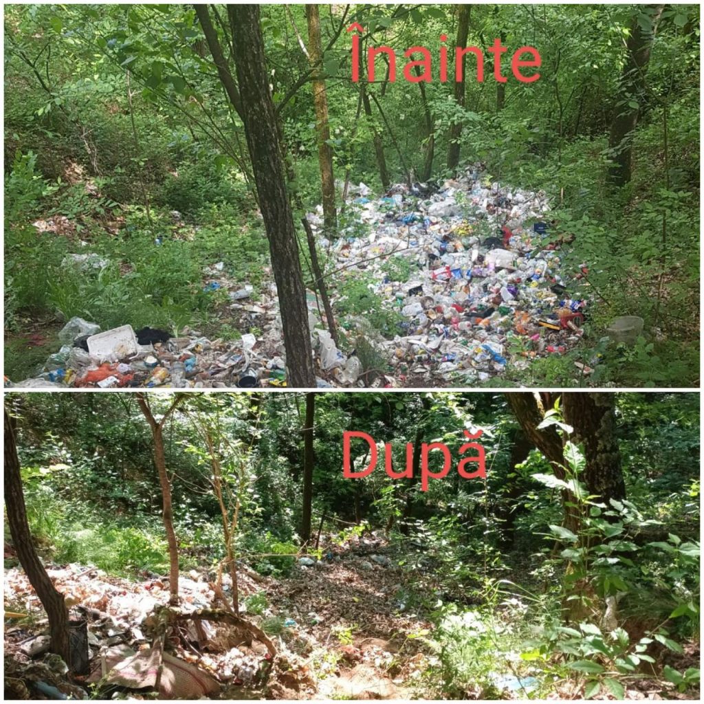 padure-curatata - Jurnalul Olteniei – Știri din Craiova și Oltenia