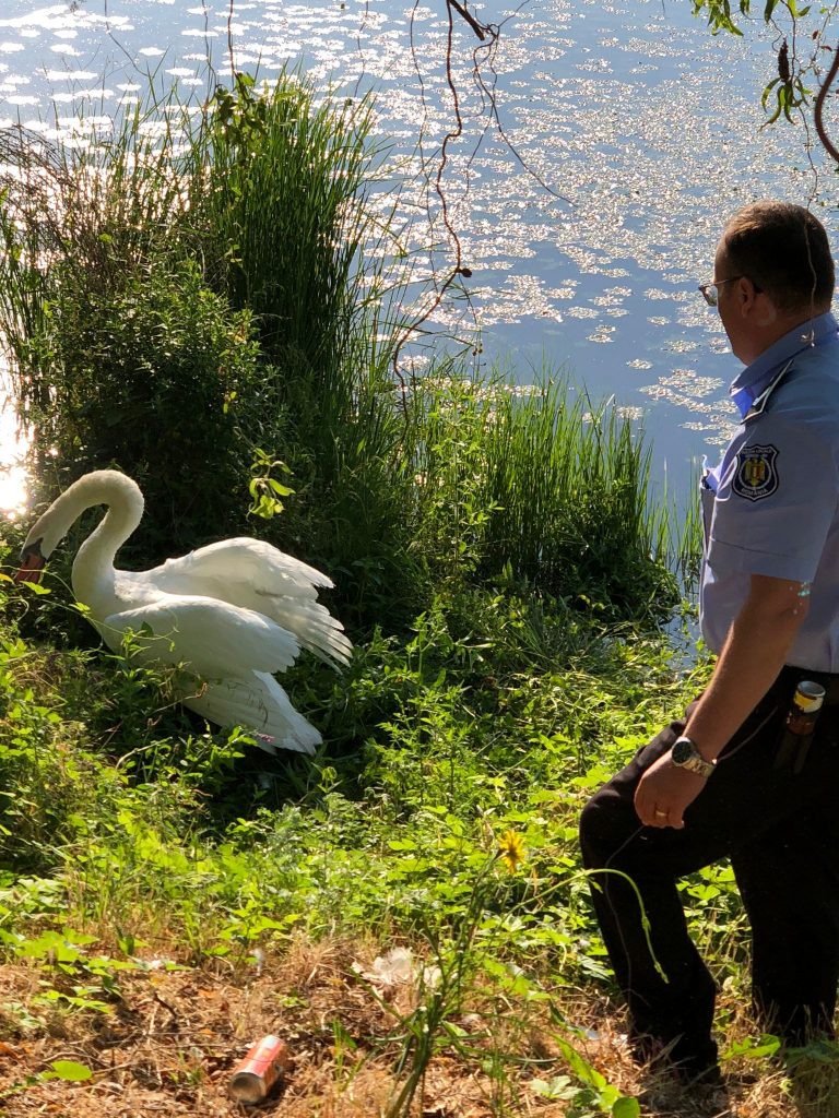 labada-mediu-natural - Jurnalul Olteniei – Știri din Craiova și Oltenia