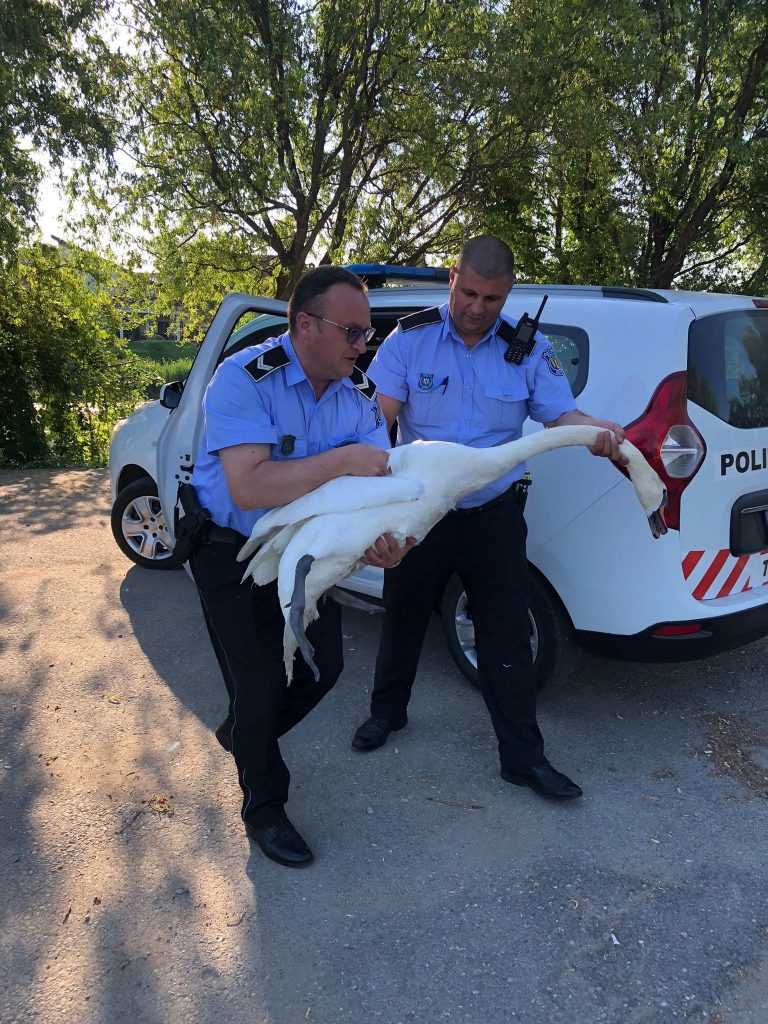 lebada-eliberata - Jurnalul Olteniei – Știri din Craiova și Oltenia