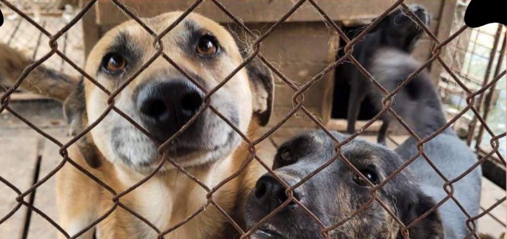 Targ de Adoptii Targu Jiu