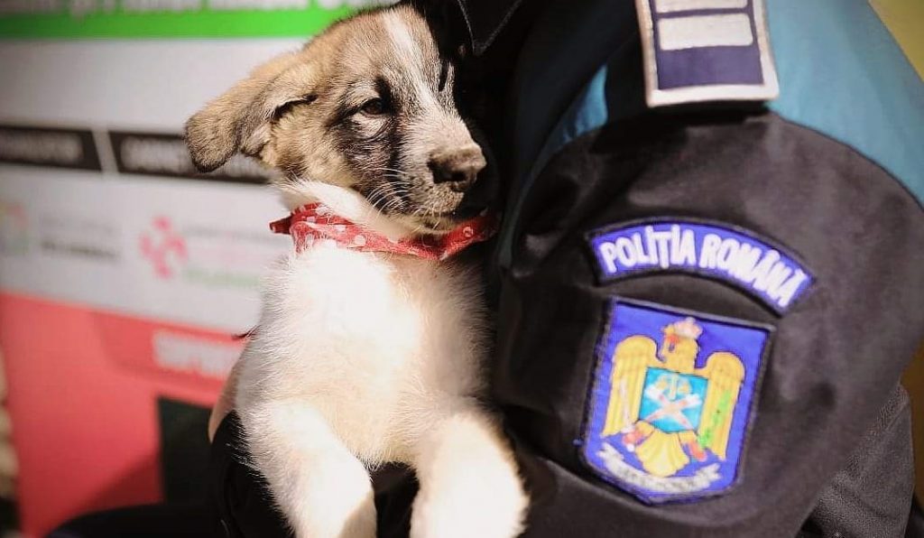 catei adoptati