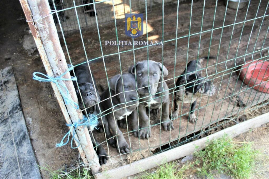 353895768_218833114430495_3654711257084516366_n - Jurnalul Olteniei – Știri din Craiova și Oltenia