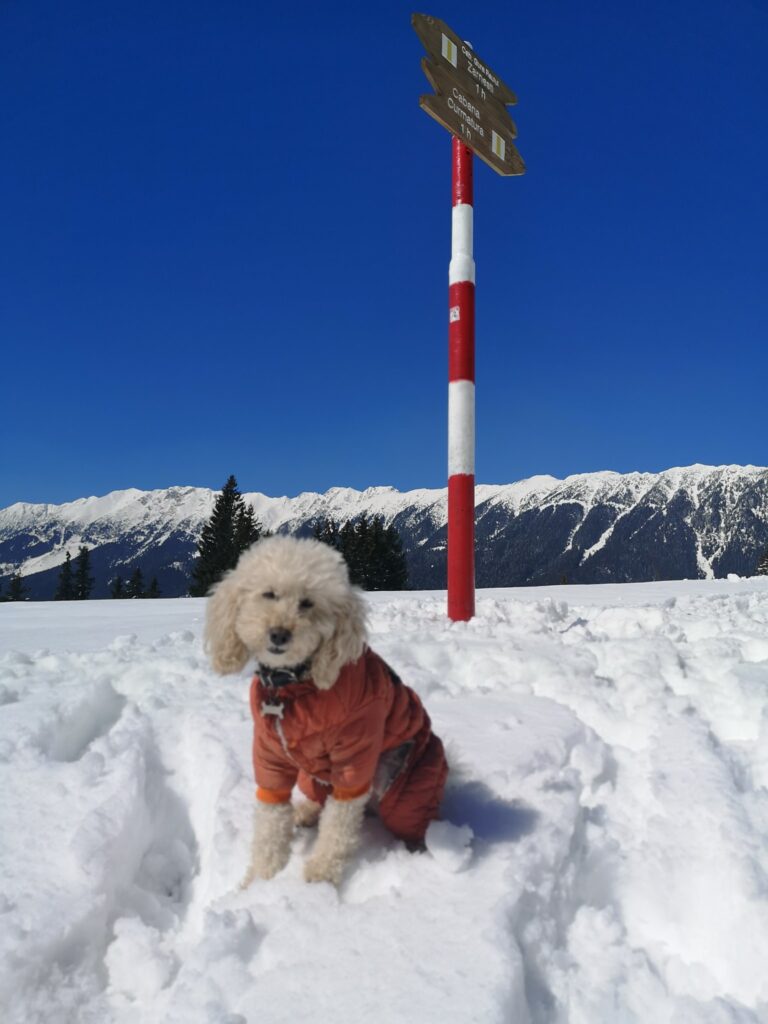 168863412_4079649148765199_1831780928492159867_n - Jurnalul Olteniei – Știri din Craiova și Oltenia