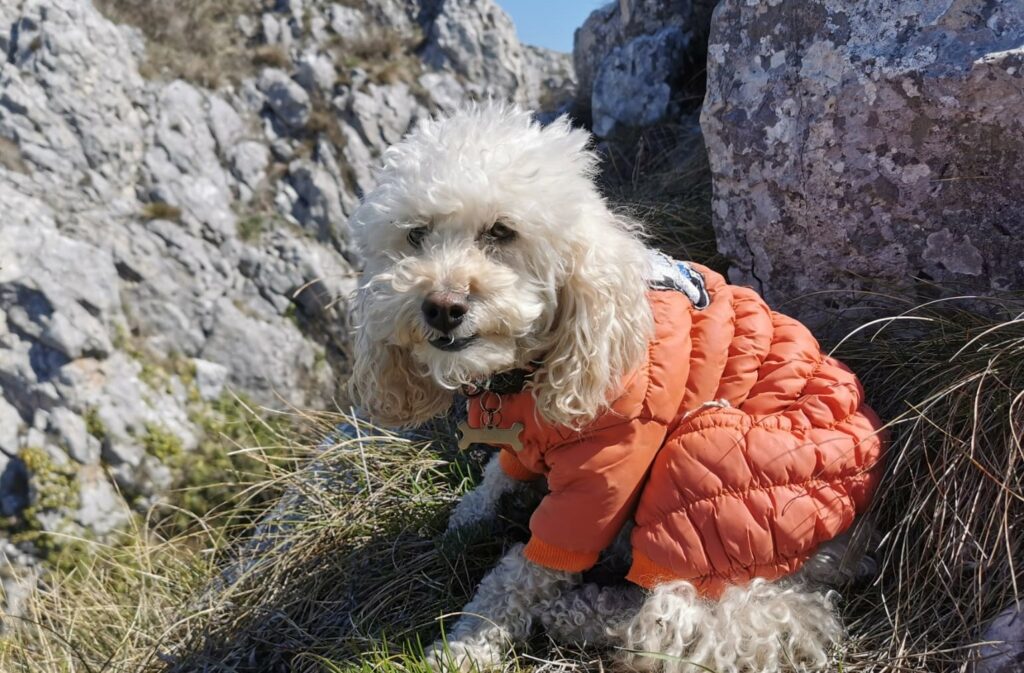 173054039_4107982302598550_8108965812989223875_n-1 - Jurnalul Olteniei – Știri din Craiova și Oltenia