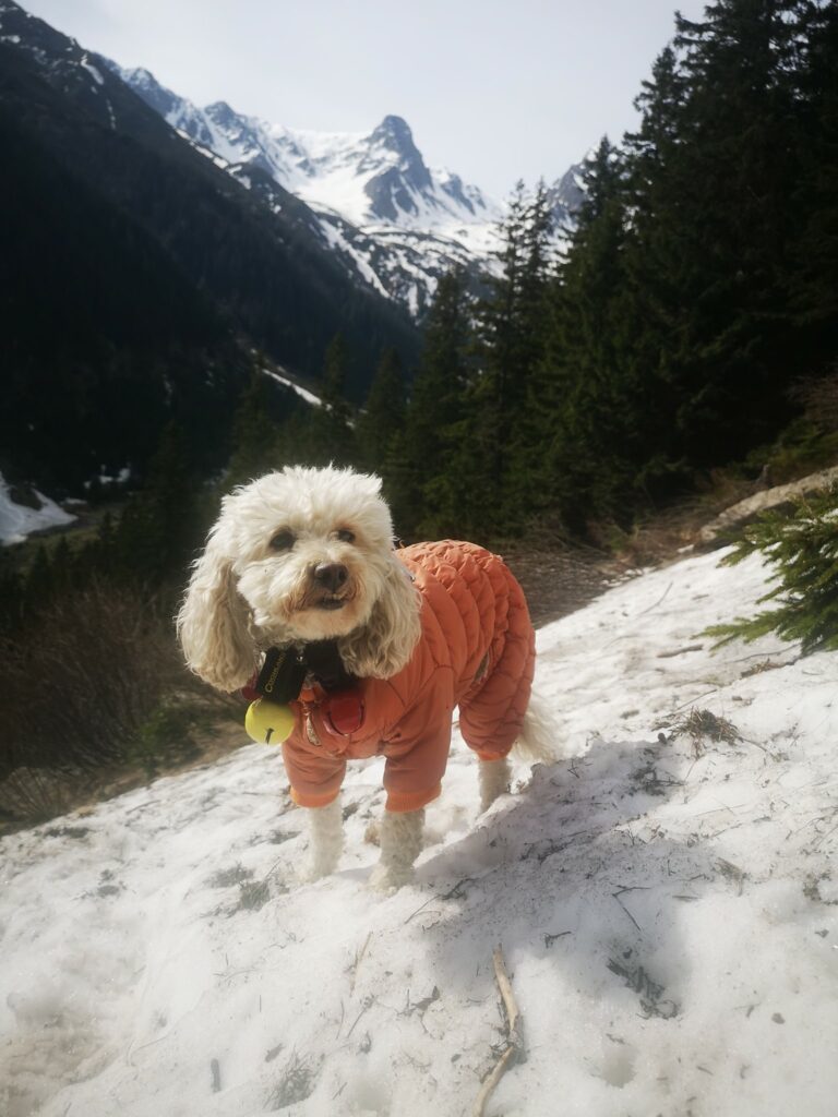 279502805_5320556568007778_2215932097987427936_n - Jurnalul Olteniei – Știri din Craiova și Oltenia