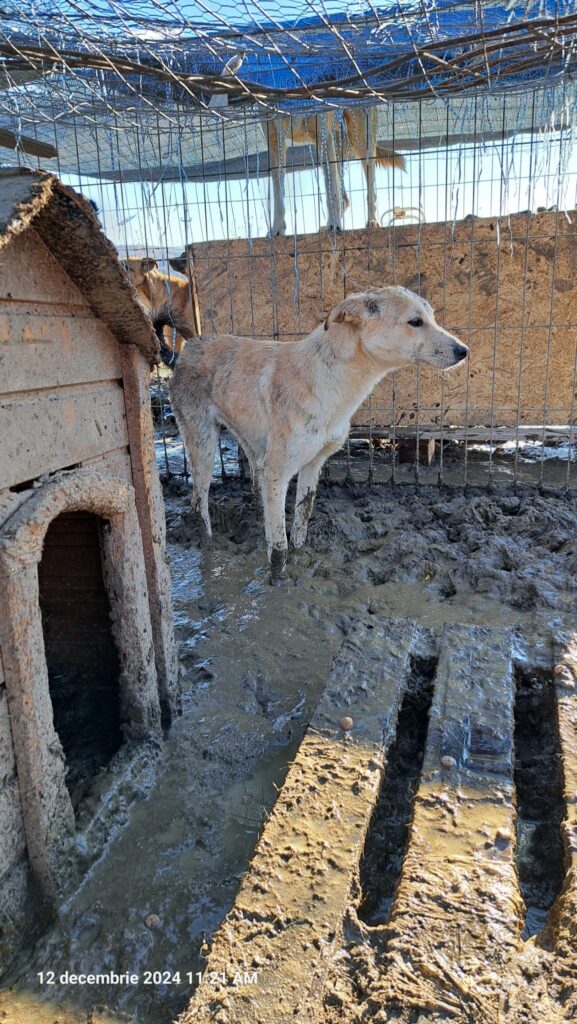 1000082376 - Jurnalul Olteniei – Știri din Craiova și Oltenia