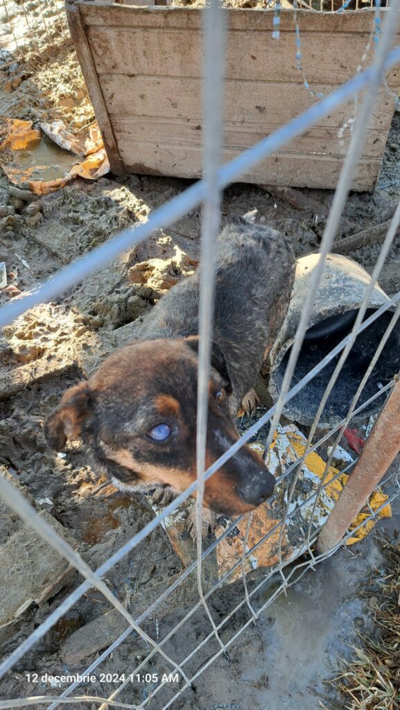 1000082382 - Jurnalul Olteniei – Știri din Craiova și Oltenia