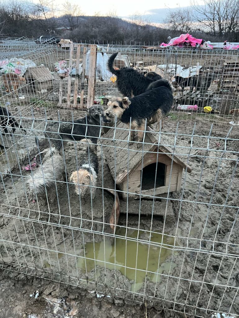 1000082391 - Jurnalul Olteniei – Știri din Craiova și Oltenia