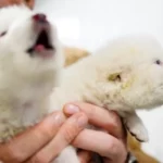 Foto: Captură video/ Colossal Biosciences